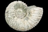 Tractor Ammonite (Douvilleiceras) Fossil - Madagascar #126064-1